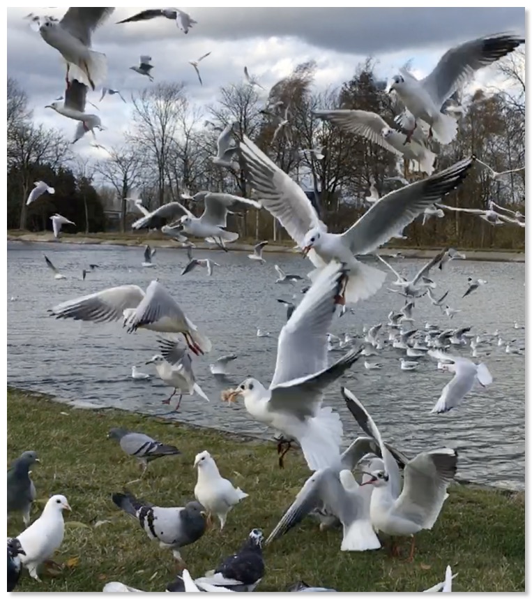 Kusters Bird Control  anti meeuwen netten
